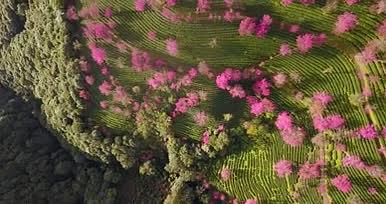 无量山樱花盛开4k航拍视频的预览图